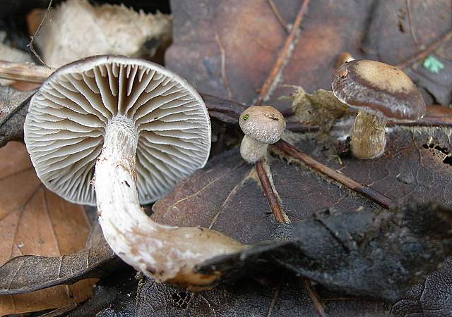 le  Specie  invernali  del  Leimental